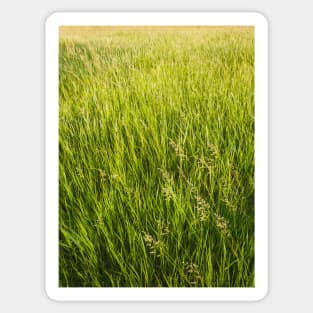 Blooming wild bromus Sticker